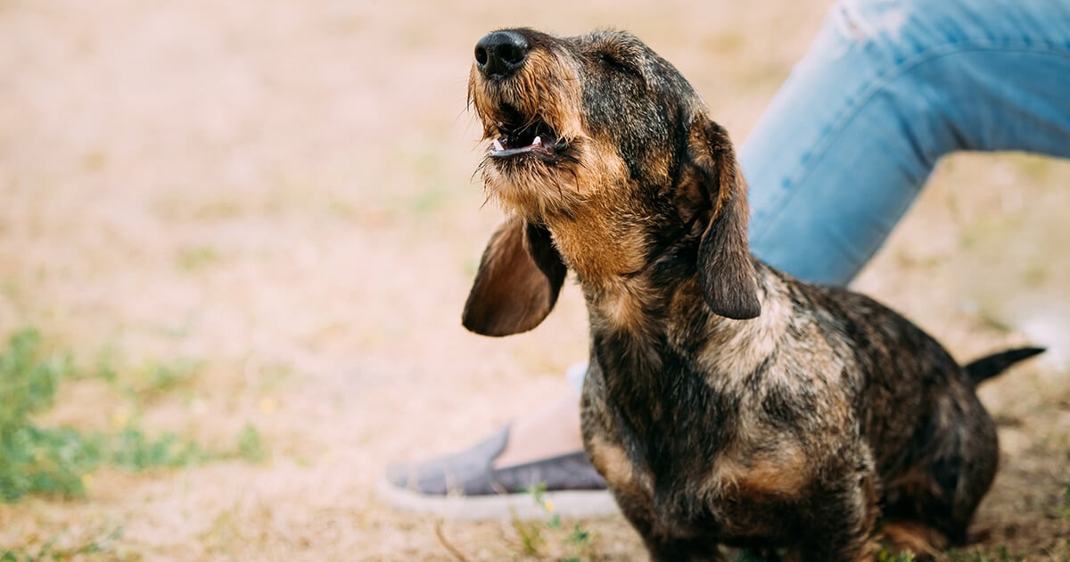 Does Your Dog Bark and Growl at Strangers? 5 Reasons Why
